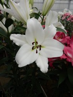 [5214 Genzano VZ No01.JPG]